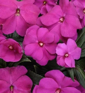 Piante in cucina, idee piante in cucina, arredare cucina con piante, piante da cucina perenni