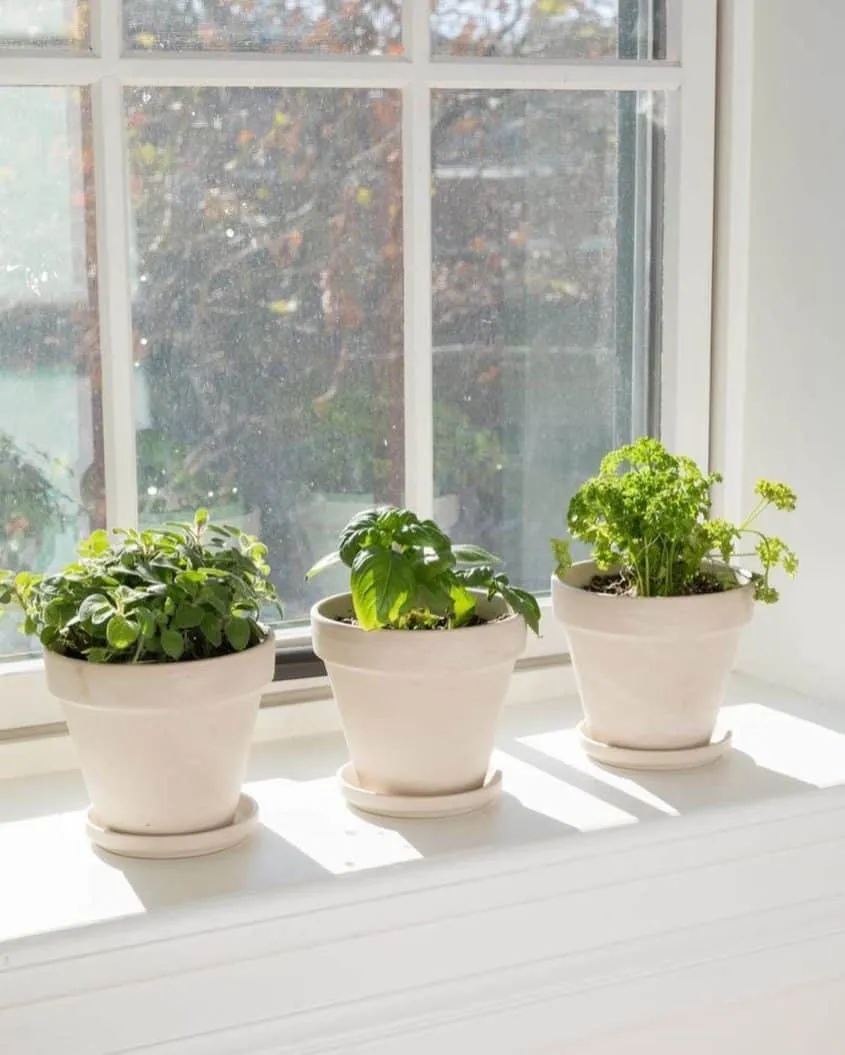 Piante in cucina, idee piante in cucina, arredare cucina con piante, piante da cucina perenni