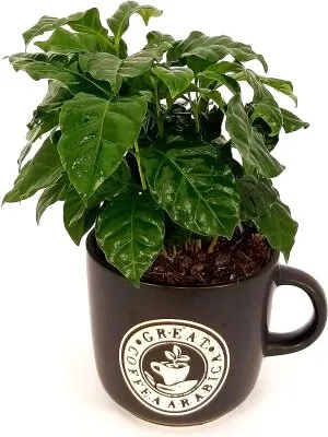 Piante in cucina, idee piante in cucina, arredare cucina con piante, piante da cucina perenni