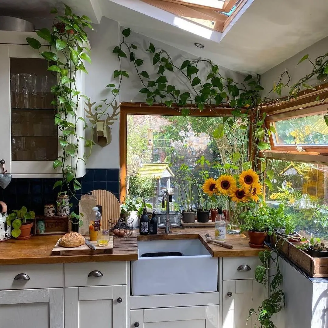 Piante in cucina, idee piante in cucina, arredare cucina con piante, piante da cucina perenni