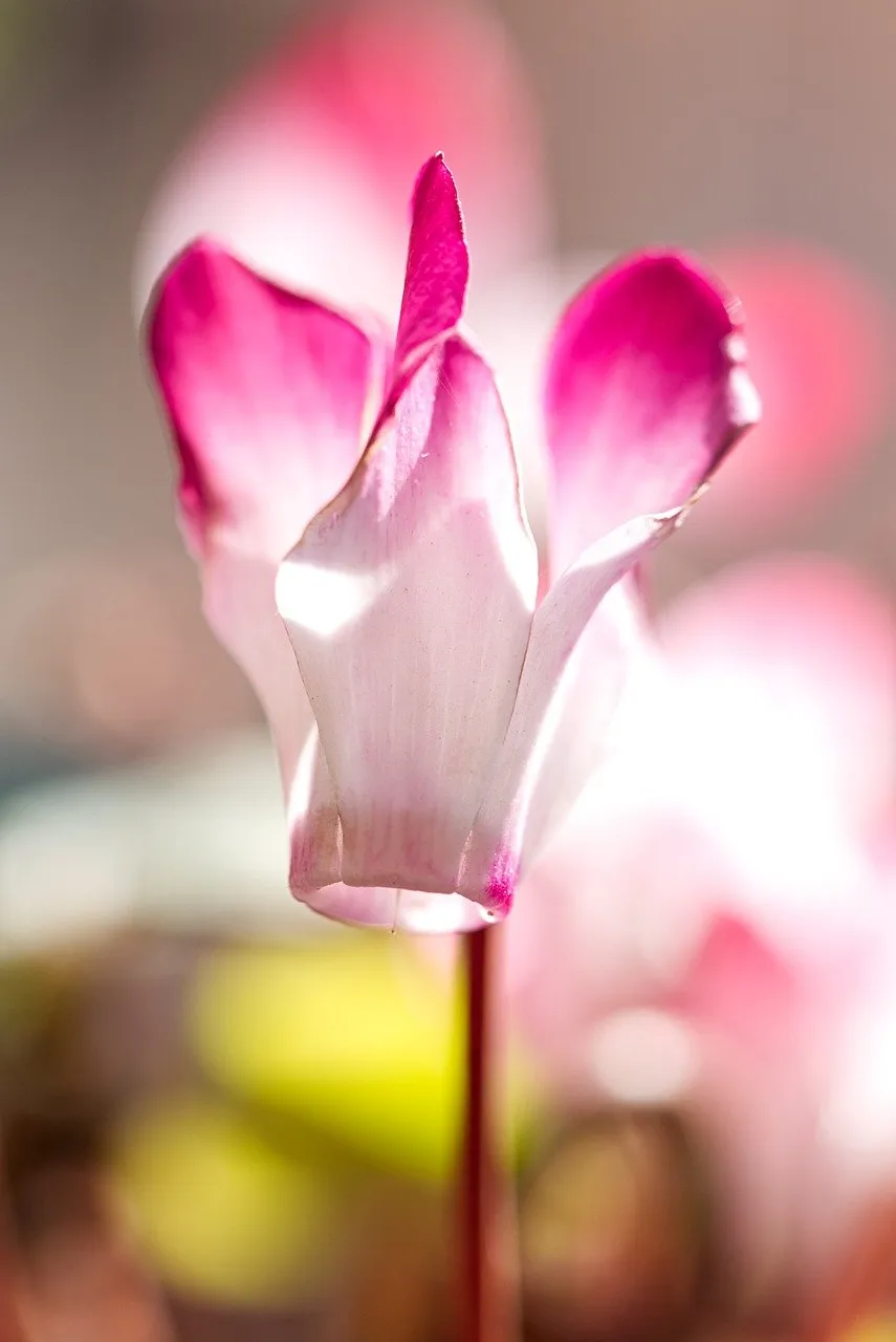 fiori autunnali