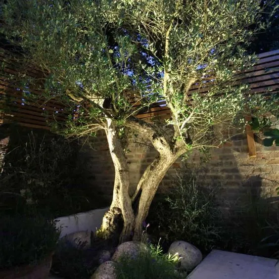 come illuminare un albero in giardino